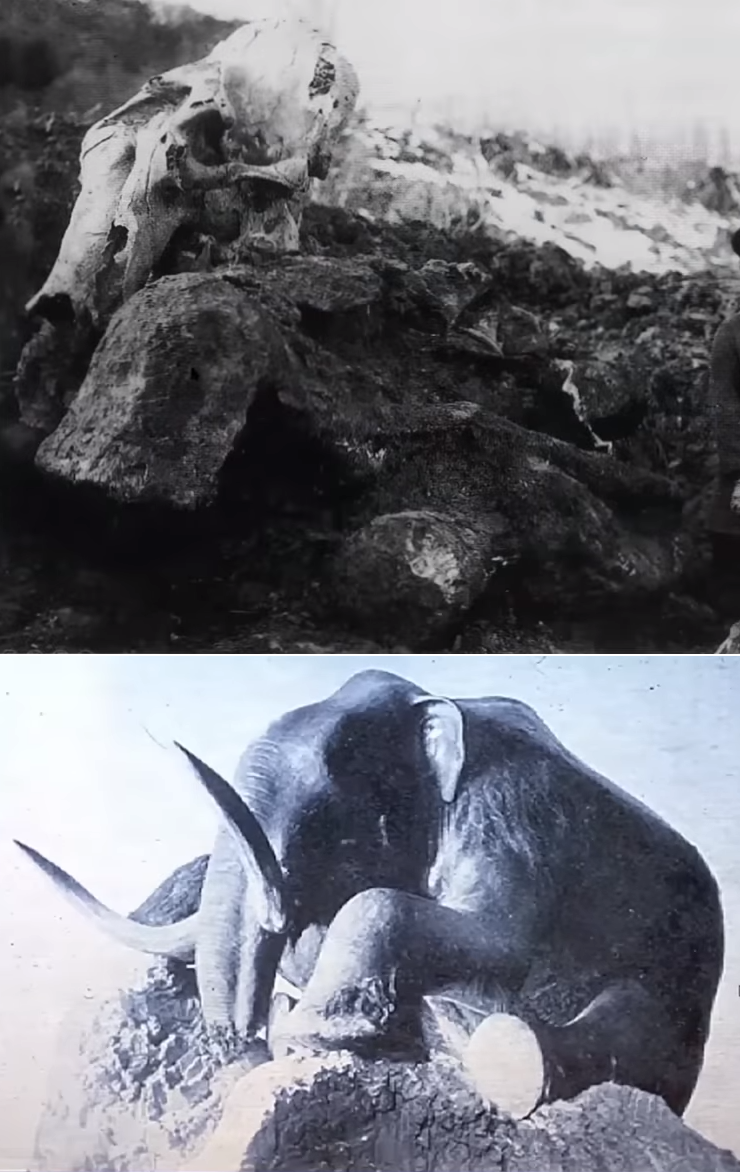 ベレゾフカ・マンモスとその剥製復元標本